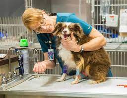 Your pet has been vomiting or has had diarrhea for more than 24 hours, or she is vomiting blood. Arkansas Veterinary Emergency Specialists In Little Rock Open 24 7