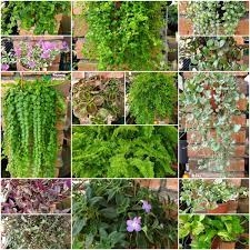 Check spelling or type a new query. Macam Macam Pokok Rasa Sayang Florist Nurseries Facebook