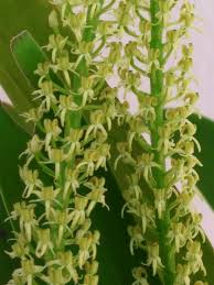 Image result for Liparis