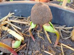 Image result for Agelanthus crassifolius