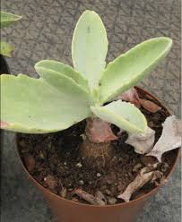Image result for Kalanchoe brachyloba
