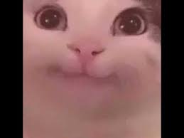 Hamantha Cursed Cats Edit Youtube I present to you, cursed images of cats, christmas edition. hamantha cursed cats edit youtube