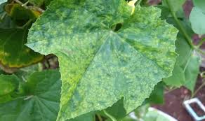 About one tablespoon of epson salt to a gallon of water, mix it up and put in a spray bottle. Why Are My Cucumber Leaves Turning Yellow And Dying