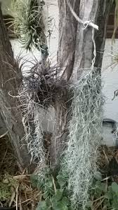 Spanish moss tends to grow slowly. Grow Spanish Moss In Your Outdoor Or Indoor Garden