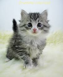 8 weeks old siberian kitten sitting. Dark Silver Tabby With White Siberian Kitten Siberian Kittens Siberian Cat Siberian Forest Cat