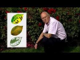 In the past, i've uprooted a large nutkana and an even larger eglantine that had bad invasions. How To Control Pest And Diseases On Rose Plants Youtube