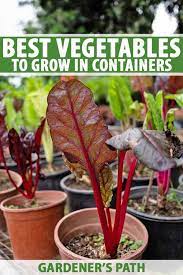 There are several reasons why growing trees in pots can be a great idea. The Best 11 Vegetables To Grow In Pots And Containers Gardener S Path