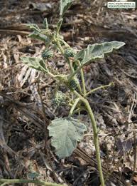 Image result for Chrozophora plicata