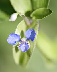 Image result for Commelina subulata