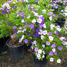 Image result for Pupalia grandiflora