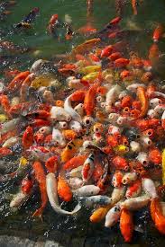 Koi Feeding Look At All Those Hungry Open Mouths Koi Fish Pond Koi Koi Pond