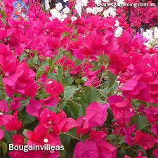 Enclose your yard with flowering hedges instead of fences to add color, texture, and even fragrance to your backyard space. Best Fast Growing Plants For Privacy And Screening Searles Gardening
