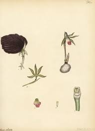 Image result for Nervilia