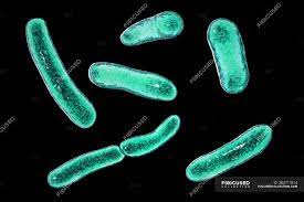Faecalibacterium Prausnitzii Bacteria Digital Illustration Intestinal Microbiological Stock Photo 283717814