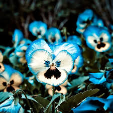 Pin On Flowers