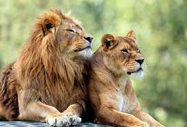 Leone ( approfondimento) m sing. Leone