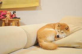 373 dog breed profiles, each breed has its own unique temperament. Meet The Real Dog Behind The Doge Meme The Barkpost