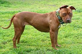 In 2004, and has since released a number of studio albums, compilation albums and soundtracks, as. American Pit Bull Terrier Wikipedia