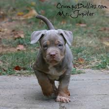 Whether you wish to purchase a pit bull or have a need for stud services, alpha blue pits can help. The Definitive Guide To Xl Pitbull Puppies For Sale