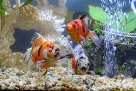 Maybe you would like to learn more about one of these? Advice Welfare Debunking Goldfish Myths Spca New Zealand