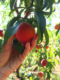 Check spelling or type a new query. Fruit Nut And Berry Guide Covingtons