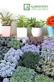 Buy Succulents Online Australia Succulent Plants And Cactus For Sale Find A Variety Of Succulents Echeveria Succulents Online Plants Buy Succulents Online