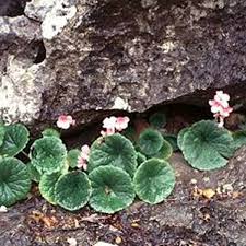 Image result for Begonia