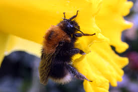Image result for Bombus pomorum
