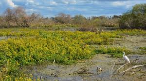 Urlaub, wie sie ihn wollen: Circle B Bar Reserve Florida Hikes