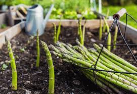 Grunen Spargel Anbauen Spargel Gruner Spargel Anbau Gruner Spargel