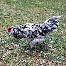 Feet and legs rooster legs (left) and hen legs (right). 11 Ways To Figure Out If Chicks Will Be Hens Or Roosters Fresh Eggs Daily