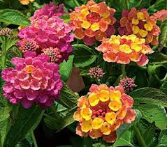 9 Plants That Repel Bugs Naturally Lantana Landmark Rose Sunrise Organic Natural Bugrepellantplant Lantana Gardening White Flower Farm Flower Pots Lantana