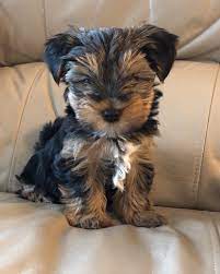 Question Does Yorkie S White Chest Hair Stay Or Turn Tan With Age R Yorkies