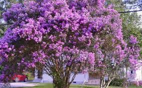 We carry dynamite, a red variety that is fairly hardy in the ohio. Lagerstroemia Indica Crepe Myrtle Zuni Compact Brenlissa Online Nursery