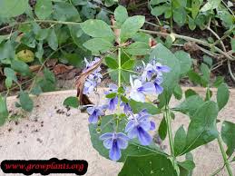 Image result for Rotheca myricoides