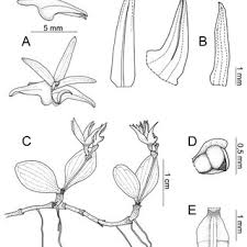 Image result for Chamaeangis