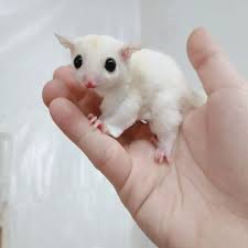 Albino sugar glider