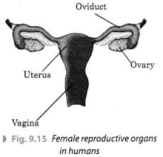 Gametes are the building blocks. Reproduction In Animals Class 8 Extra Questions Science Chapter 9 Learn Cbse