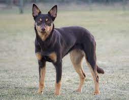 Vega 9 Months Old 12 8 Kg And 47 48 Cm Australian Kelpie Kelpie From Sweden Teamobedientpaws Australian Kelpie Dog Australian Kelpie Dog Breeds