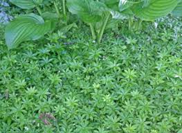 Maybe you would like to learn more about one of these? Sweet Woodruff Galium Odorata Wisconsin Horticulture