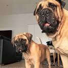 Buy Puppies & Pet Supplies - My Next Puppy Chantilly, Virginia