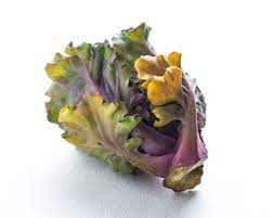 500+ vectors, stock photos & psd files. Flower Sprouts Oder Kalettes Das Ultimative Wintergemuse Miomente Entdeckermagazin