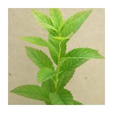 Image result for Spiraea billardii