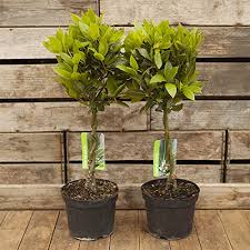 Image result for bay leaf bush foto