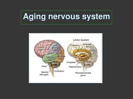 Ppt Definition Of Aging Theories And Terms Used Body Changes In Aging Brain Changes In Aging Powerpoint Presentation Id 4525553