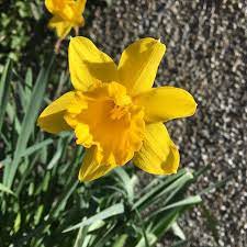 Close Up Daffodil Flower Daffodils Flowers Plants