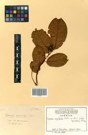 Image result for Uvaria angolensis