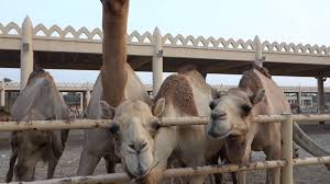 The independent online video platform. Eid Ul Adha Camel Qurbani For Android Apk Download