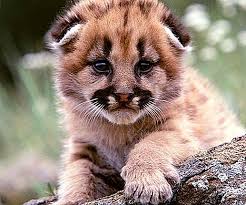 Ternyata itu sudah jadi kebiasaan. Singa Gunung Adalah Kucing Besar Dan Pemangsa Pengeluaran Semula Pemakanan Dan Gambar Binatang Itu Sifat 2021