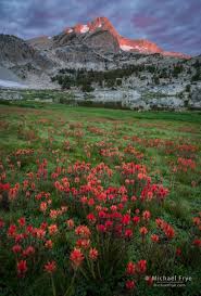Unfortunately none of these are currently available for flower delivery in. Mountain Flowers Including Alpine Columbine Michael Frye Photography